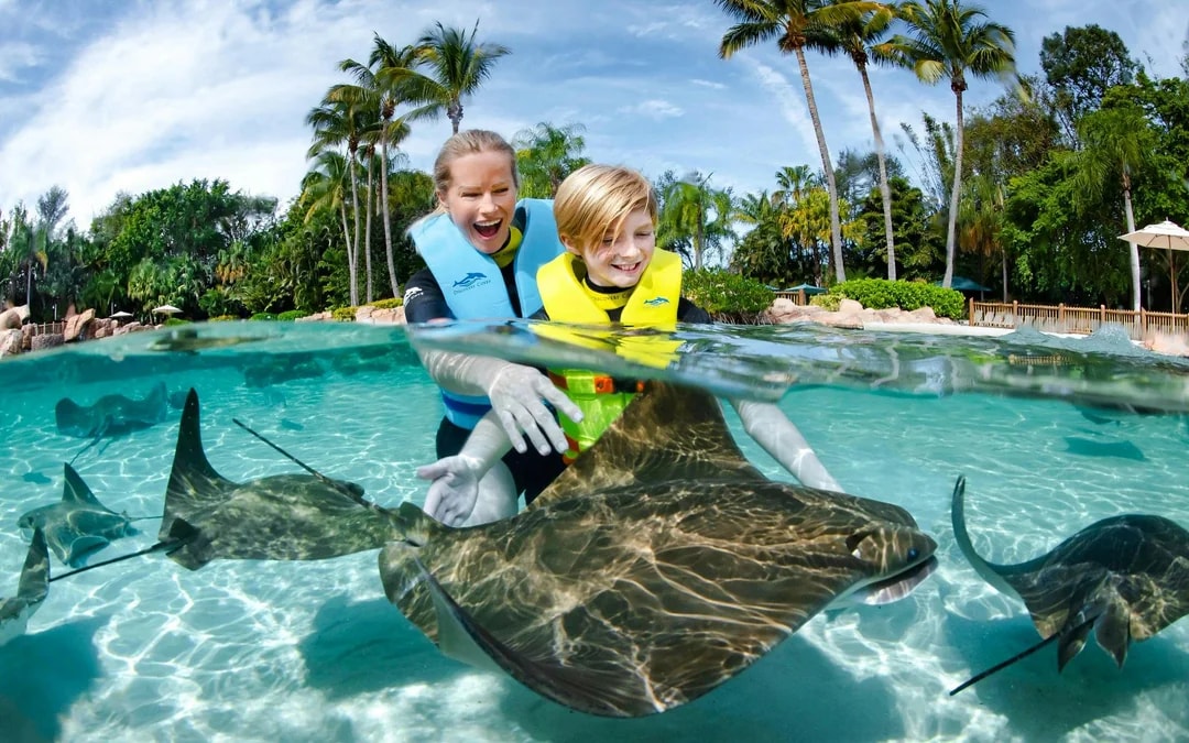 Discovery Cove Dolphin Swim Tickets Image 4