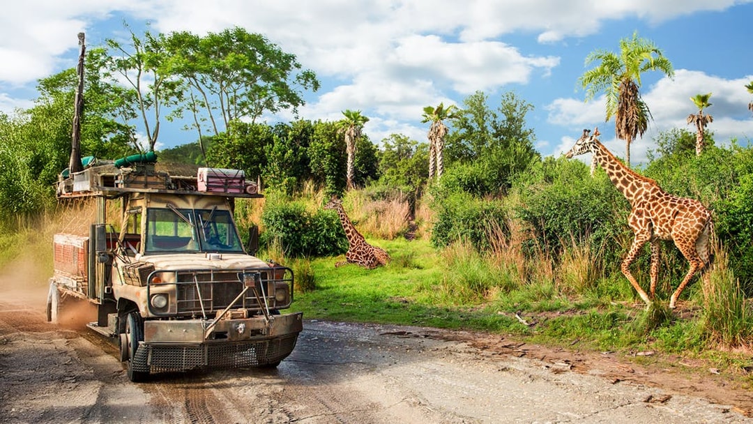 Safari vehicle passing giraffes at Animal Kingdom Theme Park, Walt Disney World Resort, Orlando.