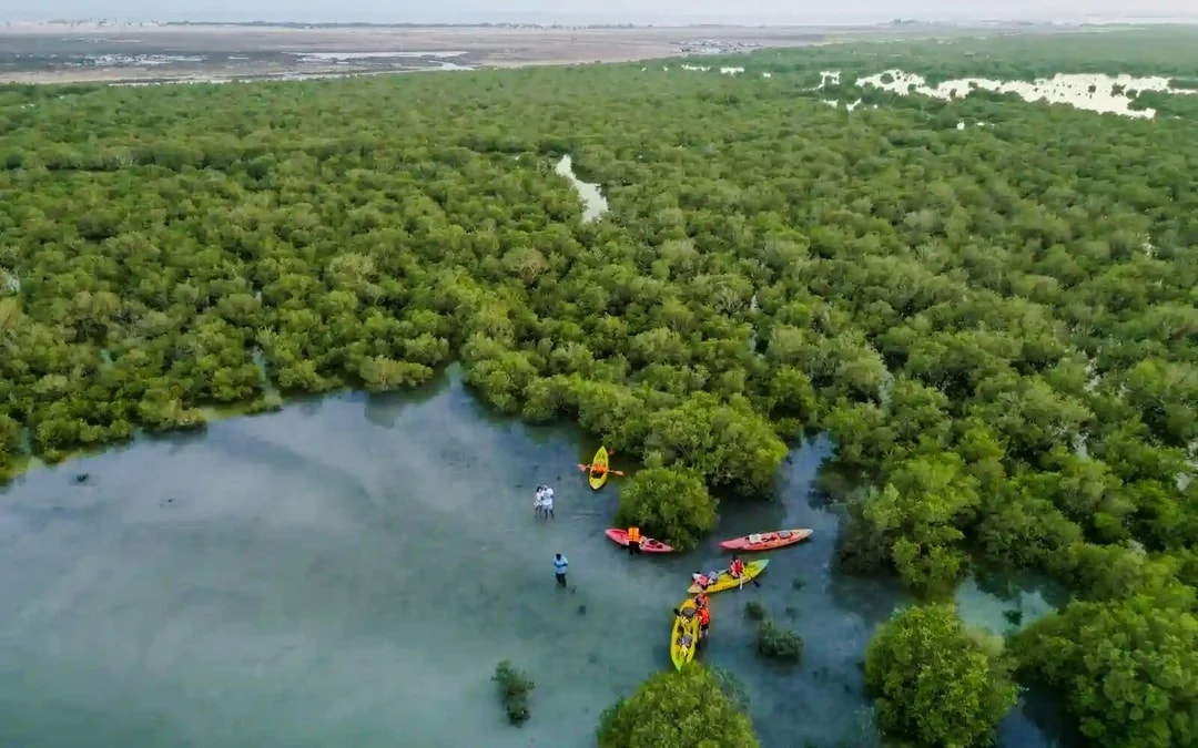 Doha Al Thakhira Mangroves Guided Kayaking Tour Image 2
