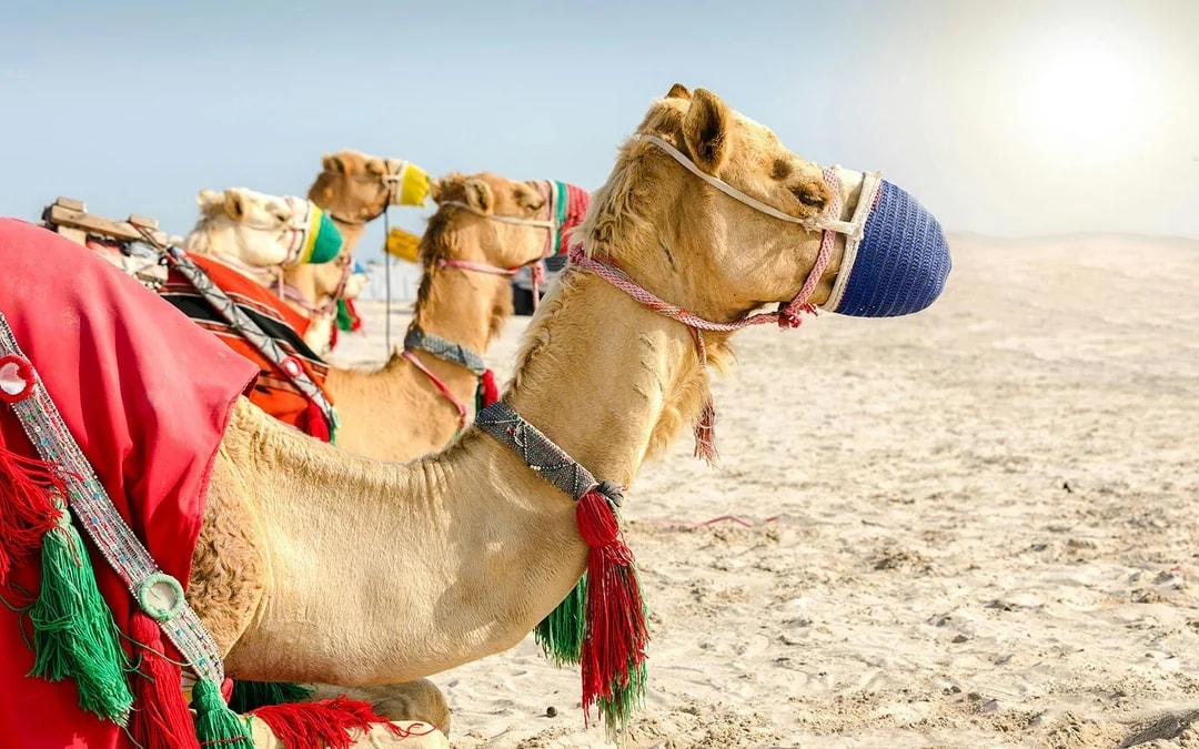 Doha Desert Safari with Camel Ride: Dune Bashing, Sandboarding & Inland Sea Visit Image 8