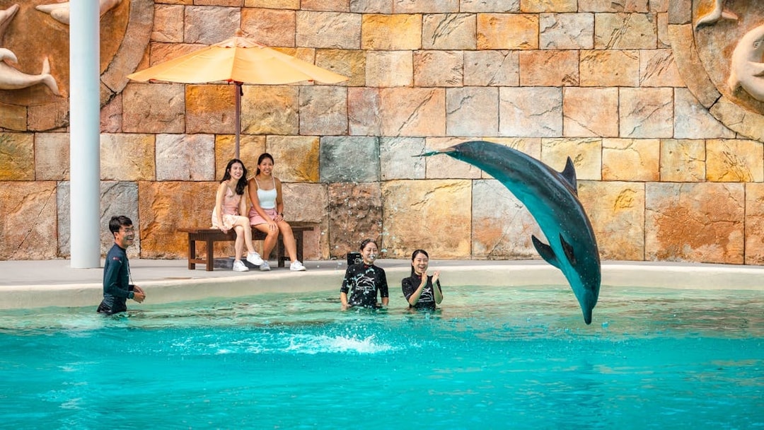 Visitors watching a dolphin jump during the Dolphin Observer Show at Dolphin Island.