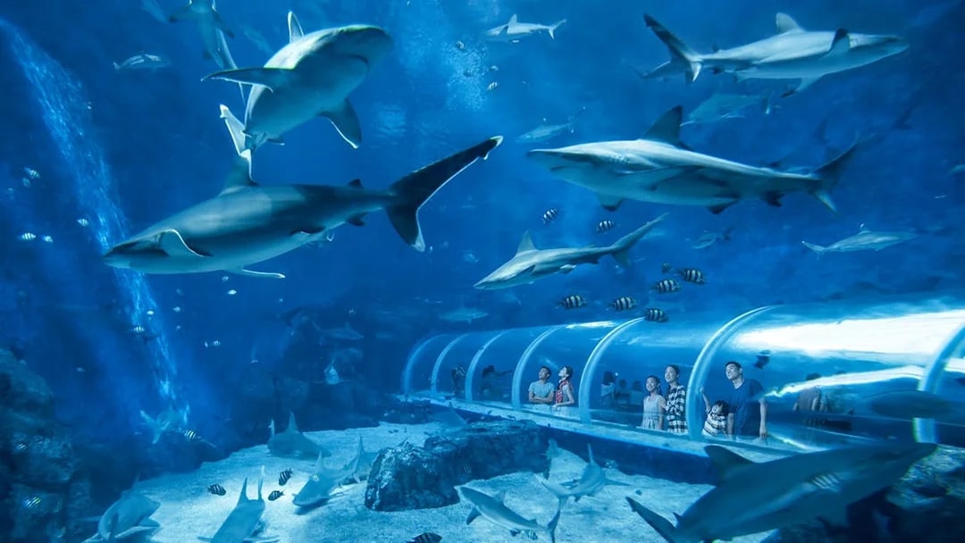 Visitors observing sharks and fish from the tunnel at S.E.A. Aquarium Singapore.