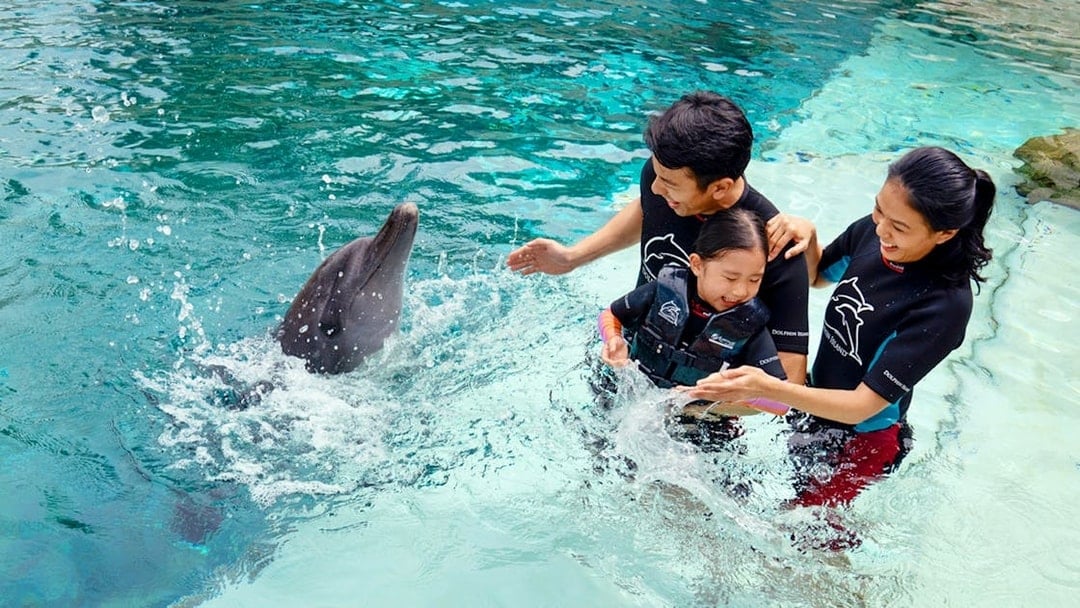 Dolphin Discovery Tickets with S.E.A. Aquarium or Adventure Cove Access, Singapore