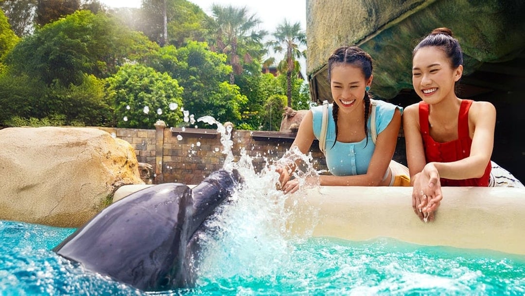 Dolphin Encounter Tickets with S.E.A. Aquarium or Adventure Cove Access, Singapore