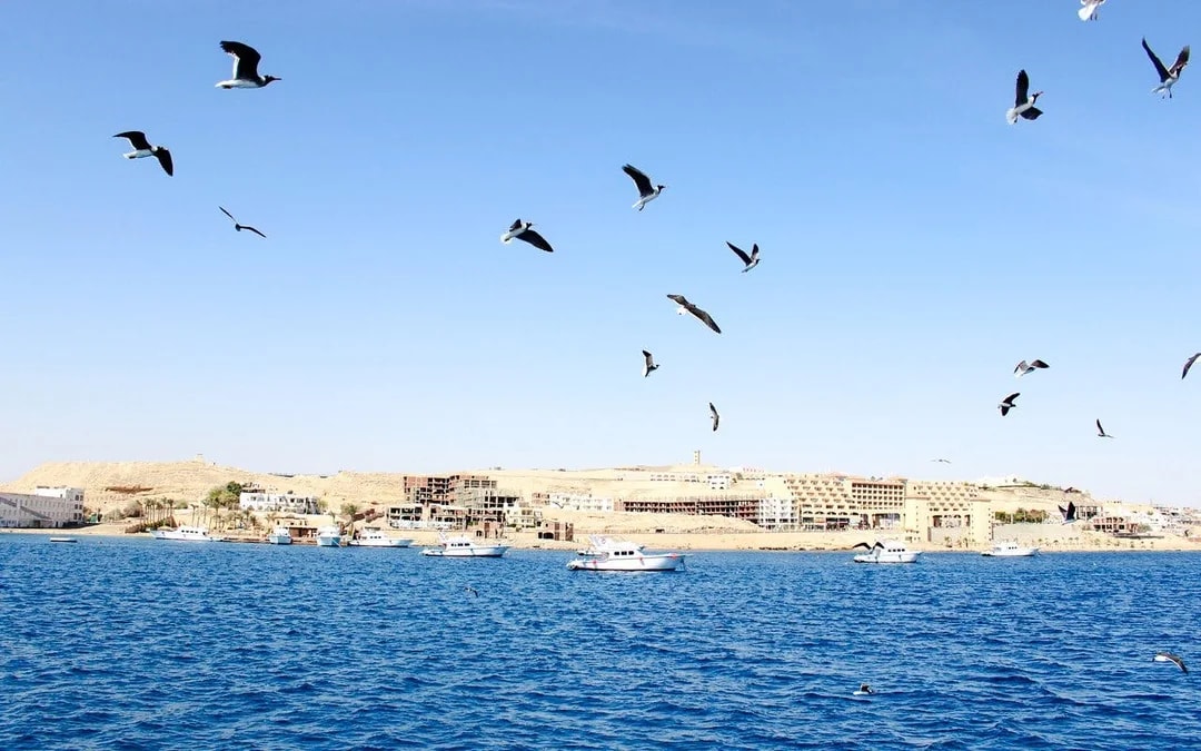 Dolphin House: Dolphin Watching Boat Tour with Snorkeling, Lunch & Optional Transfers Image 12