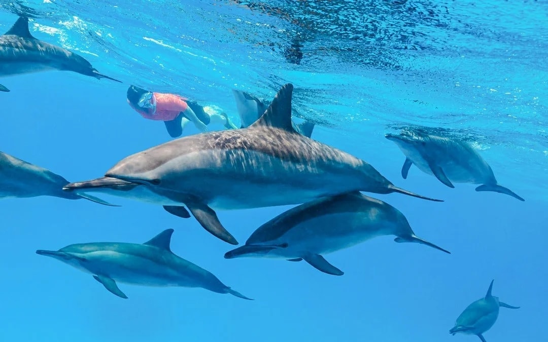 Dolphin House: Dolphin Watching Boat Tour with Snorkeling, Lunch & Optional Transfers Image 5