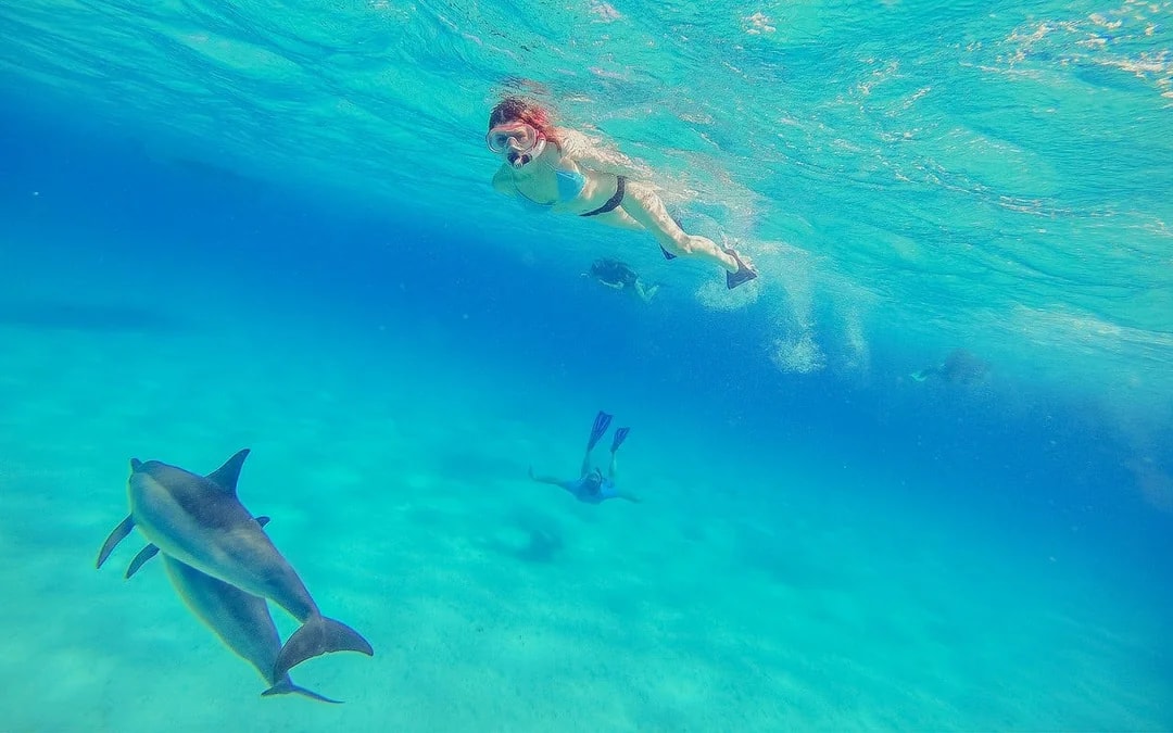 Dolphin House: Dolphin Watching Boat Tour with Snorkeling, Lunch & Optional Transfers Image 8