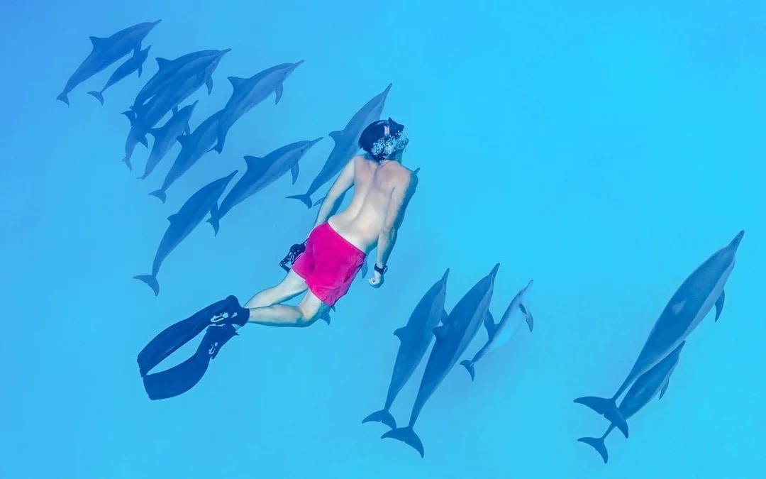 Dolphin House: VIP Cruise with Snorkeling, Buffet, Massage & Transfers Image 3