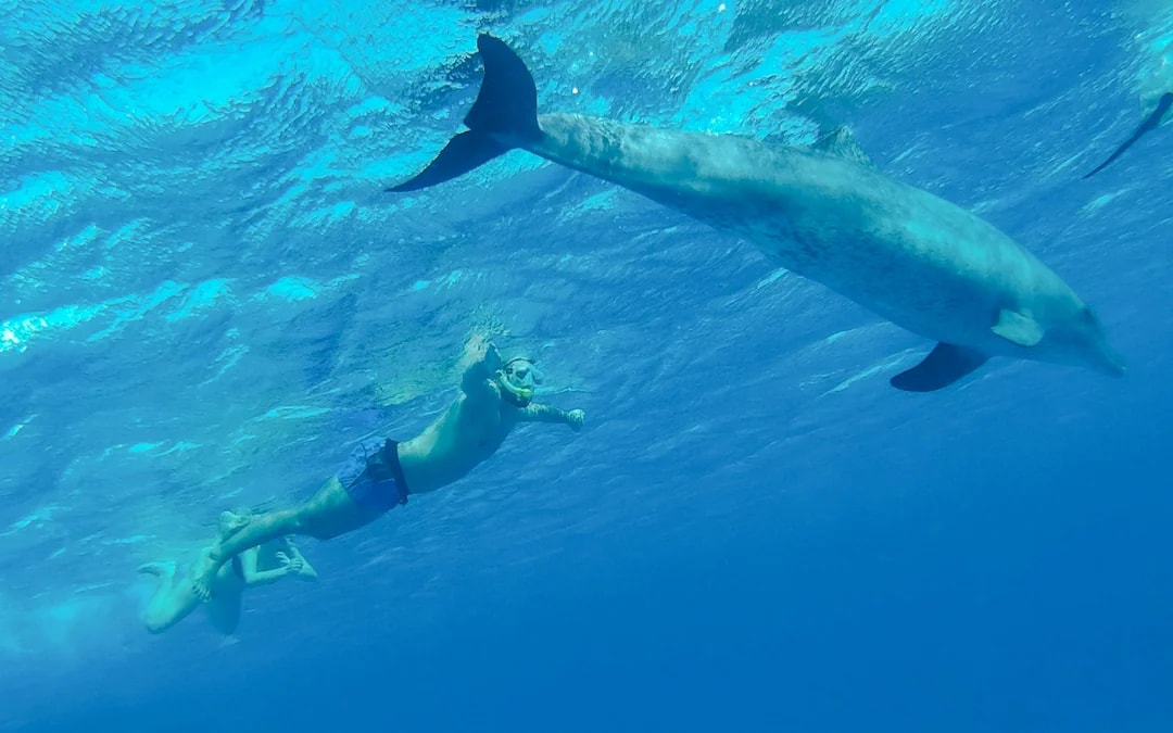 Dolphin House: VIP Cruise with Snorkeling, Buffet, Massage & Transfers Image 8