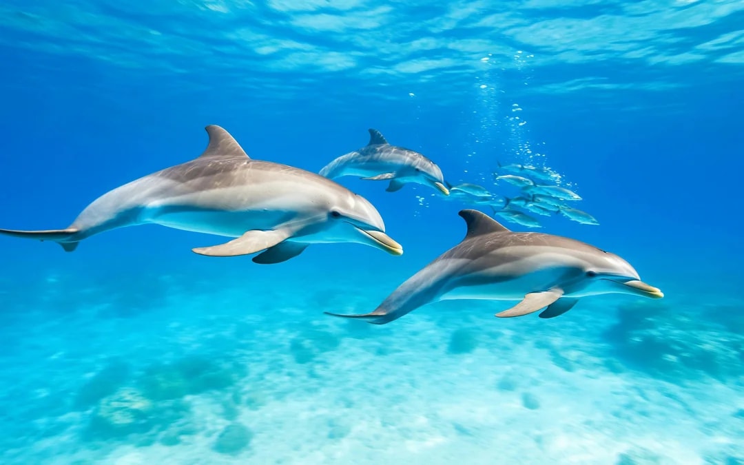 Dolphin House: VIP Cruise with Snorkeling, Buffet, Massage & Transfers Image 9