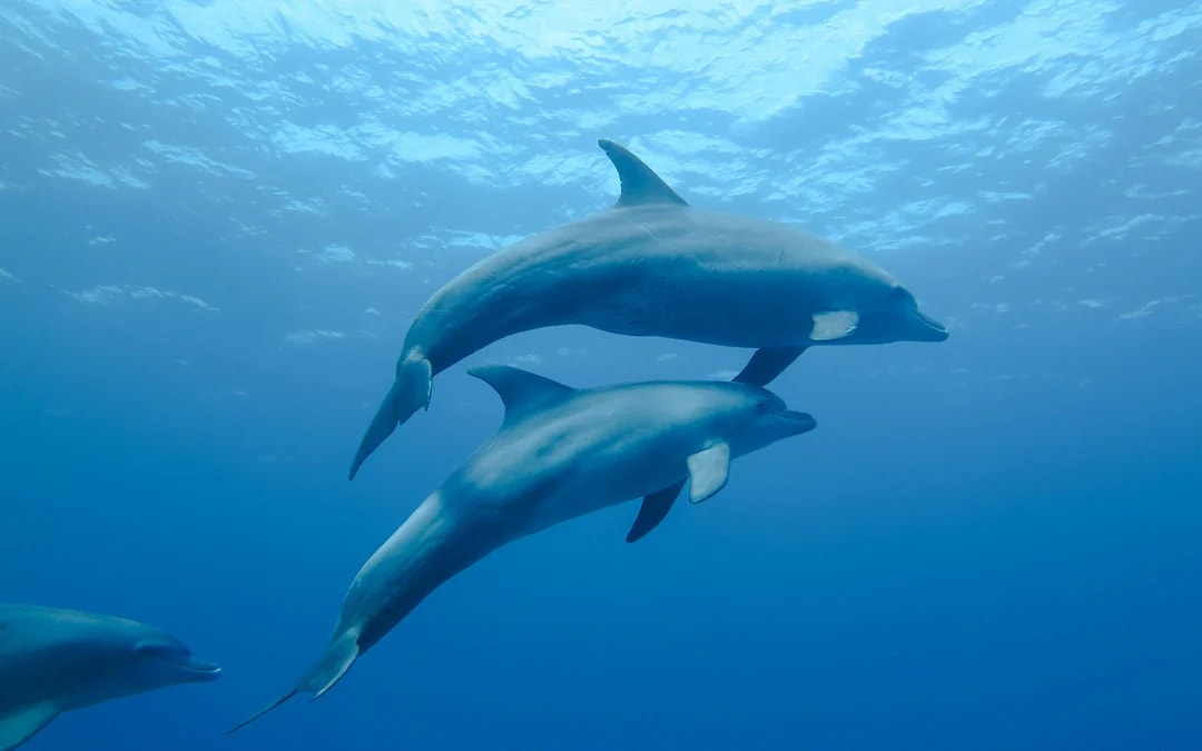 Dolphin House: VIP Cruise with Snorkeling, Buffet, Massage & Transfers Image 10