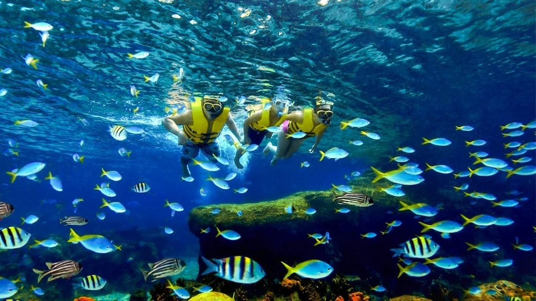 Snorkelers exploring vibrant marine life at Adventure Cove Waterpark.