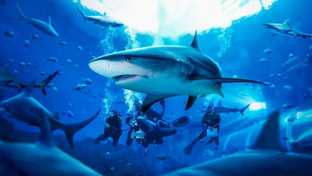 Divers observing a shark during the Shark AWARE programme at Dolphin Island.