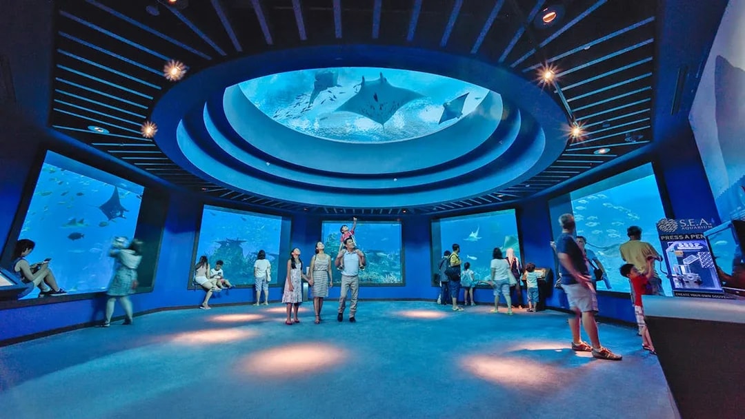 Visitors observing marine life at SEA Aquarium Singapore.