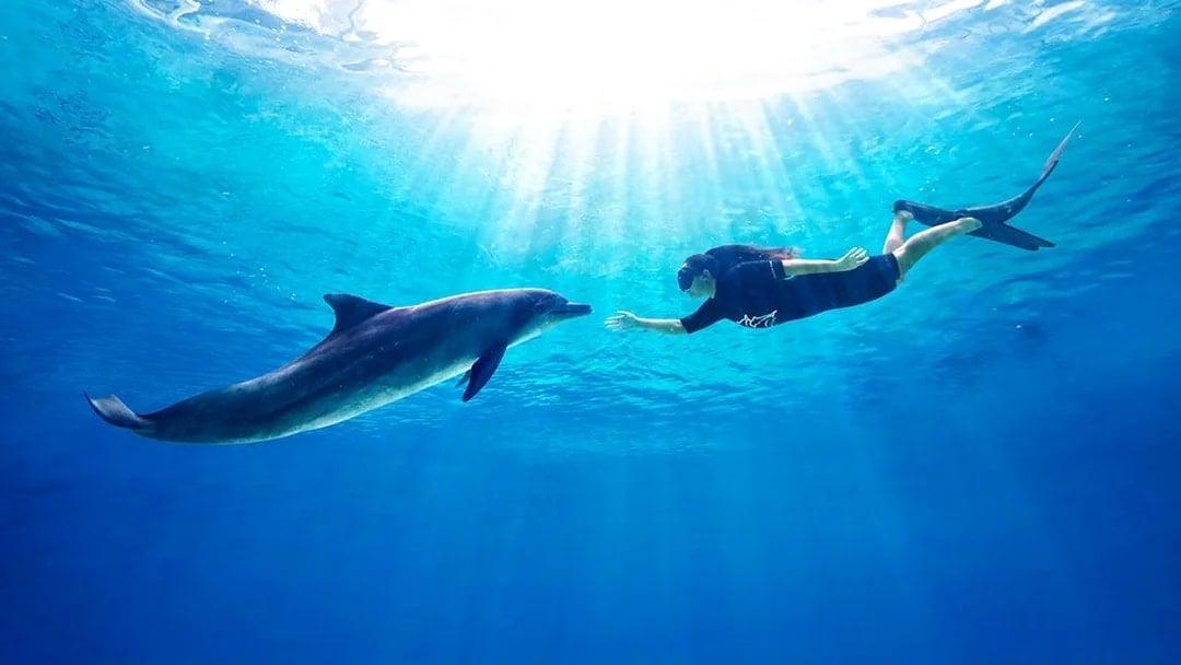 Dolphin Island Tickets with S.E.A. Aquarium or Adventure Cove Access, Singapore