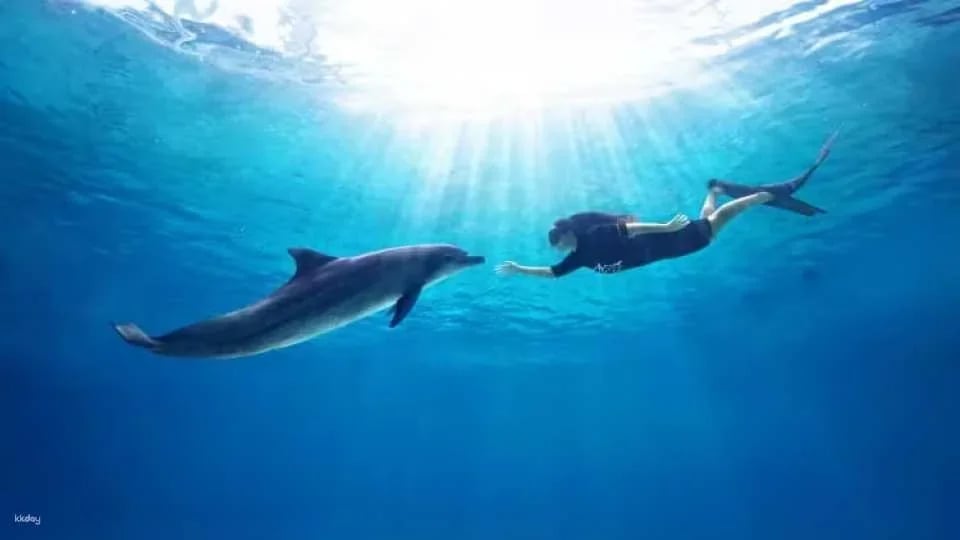 Dolphin Moments at Resorts World Sentosa: Meet Indo-Pacific Bottlenose Dolphins | Singapore