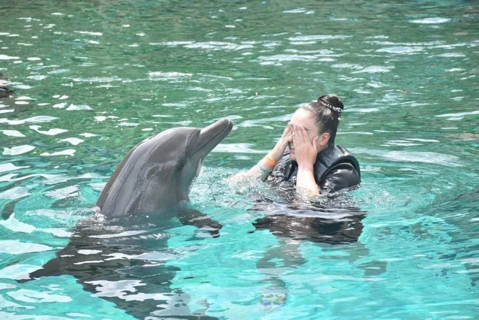 Dolphin Moments at Resorts World Sentosa: Meet Indo-Pacific Bottlenose Dolphins | Singapore