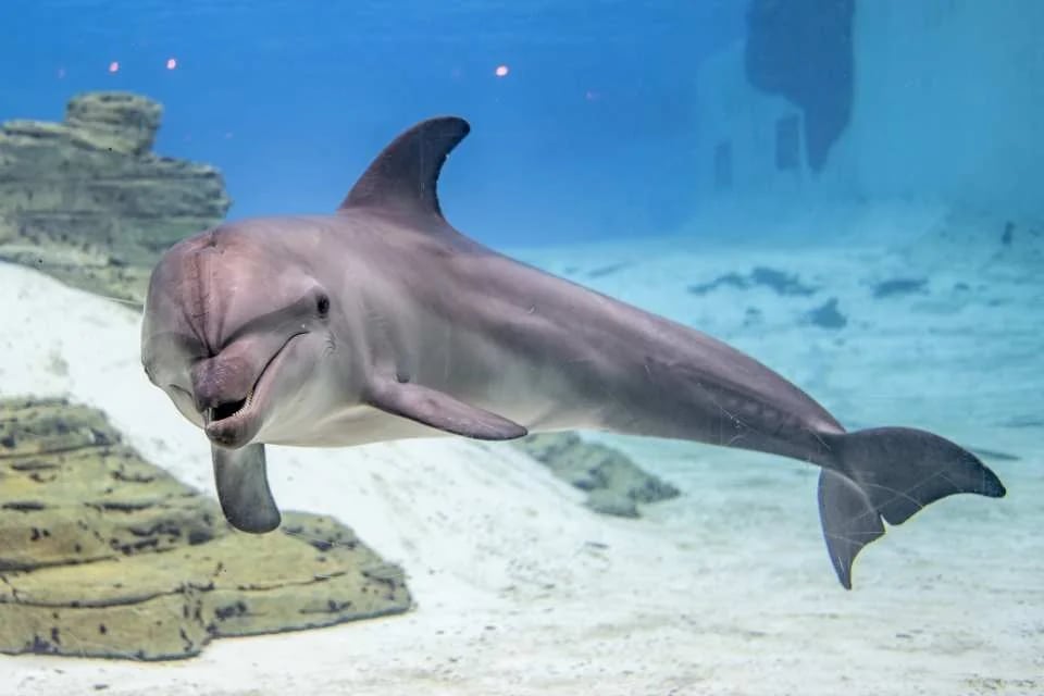 Dolphin Moments at Resorts World Sentosa: Meet Indo-Pacific Bottlenose Dolphins | Singapore