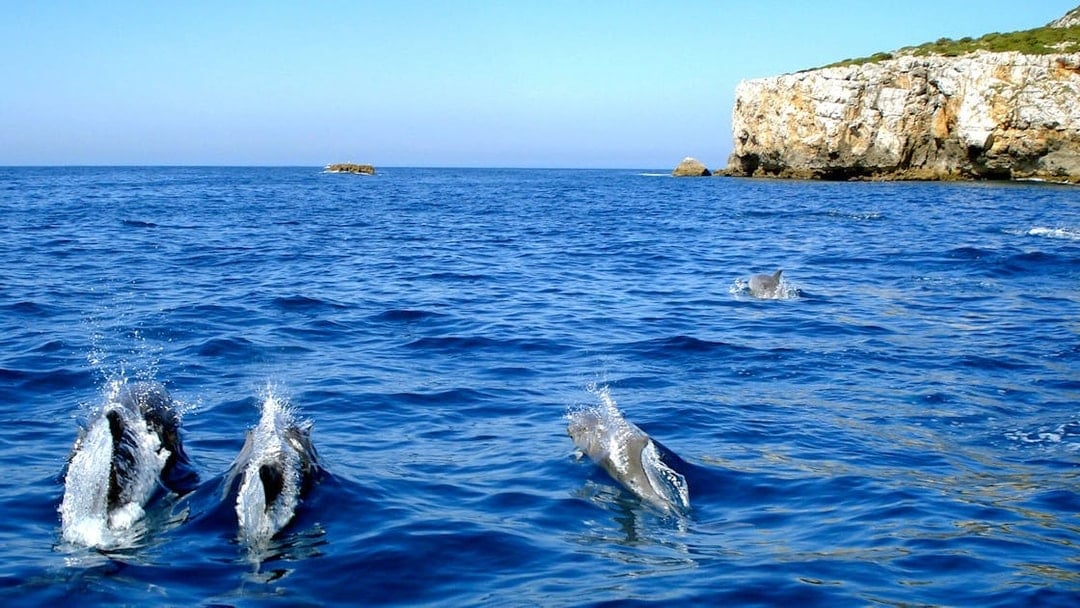 Dolphins swimming near rocky coastline during guided tour.