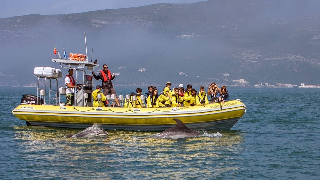 Tourists on a boat watching dolphins in the water during a guided tour.