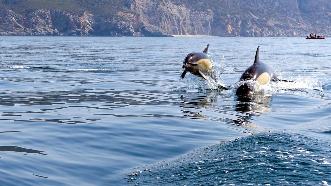 Dolphins leaping in ocean during guided tour near rocky coastline.
