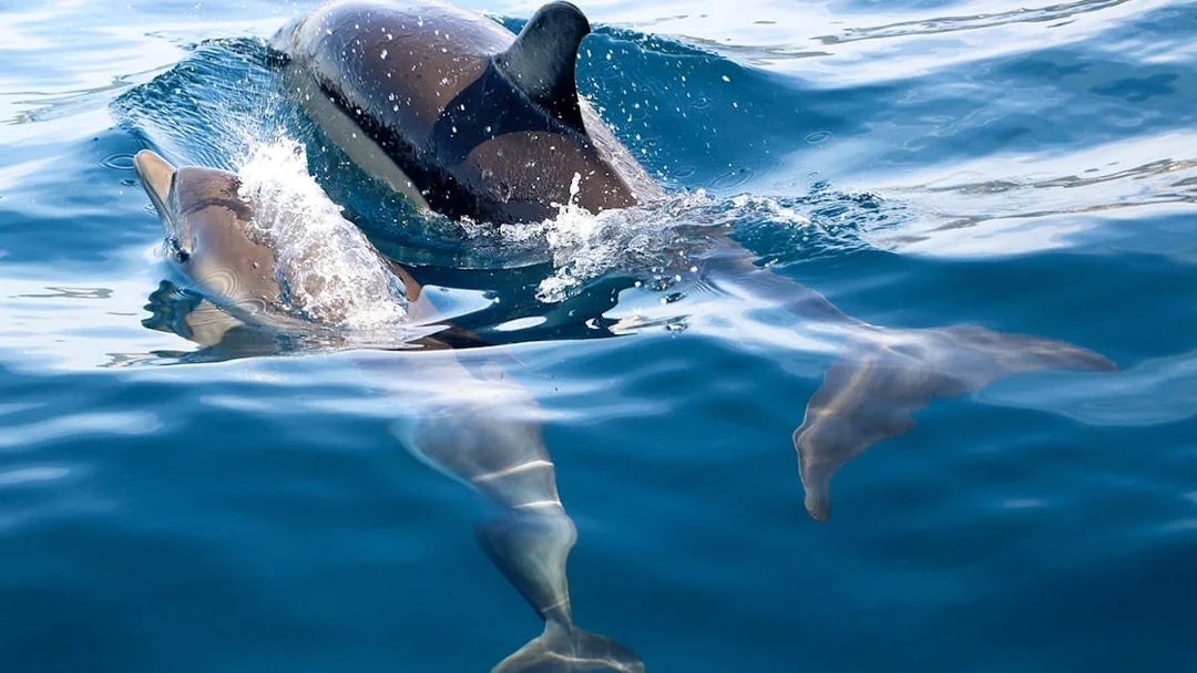 Dolphins swimming in clear blue ocean during guided tour.