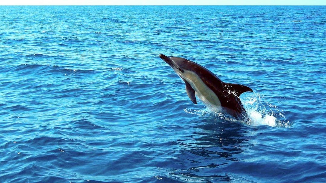 Dolphin leaping from the ocean during a guided tour.