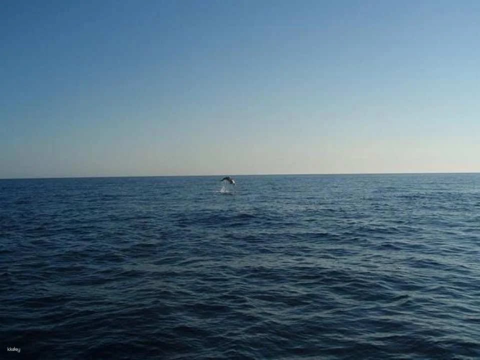 Dolphin watching cruise with transfer by Mayurca Yachting