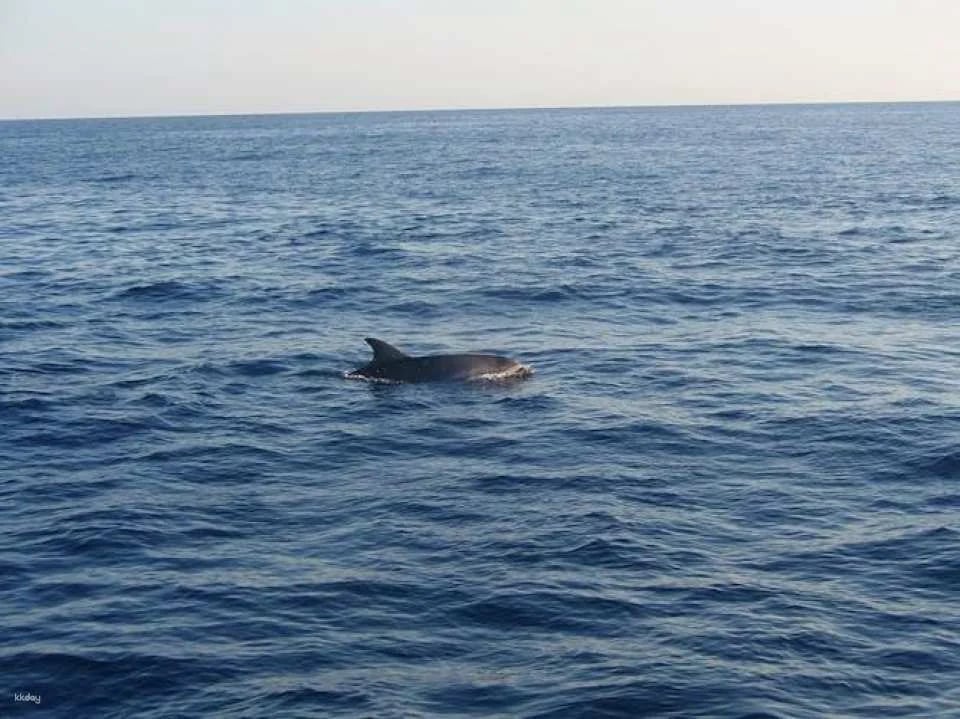 Dolphin watching cruise with transfer by Mayurca Yachting