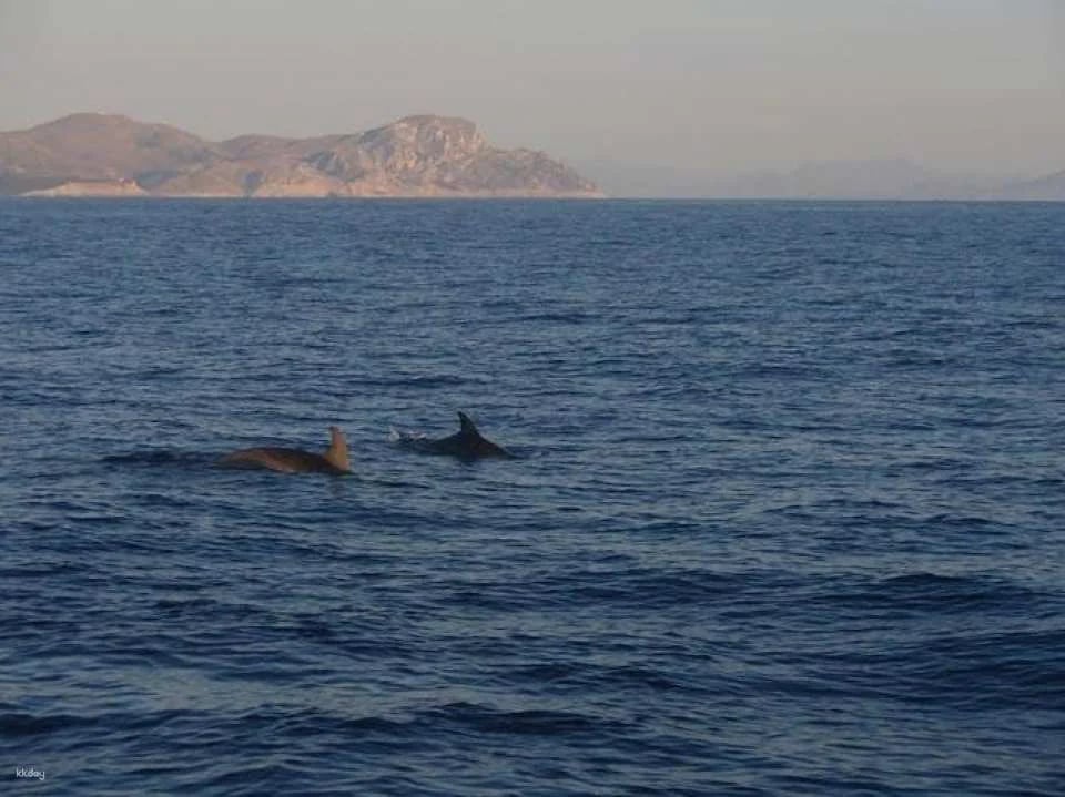 Dolphin watching cruise with transfer by Mayurca Yachting