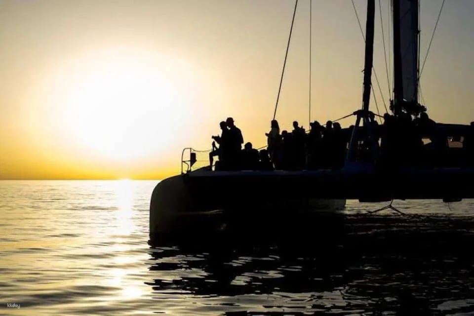 Dolphin watching cruise with transfer by Mayurca Yachting