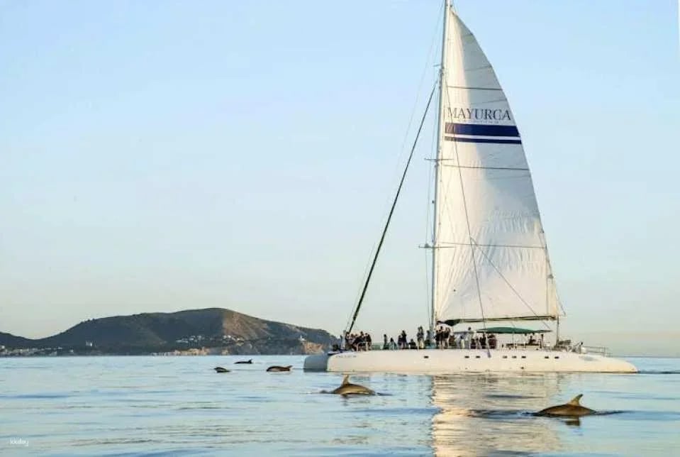Dolphin watching cruise with transfer by Mayurca Yachting