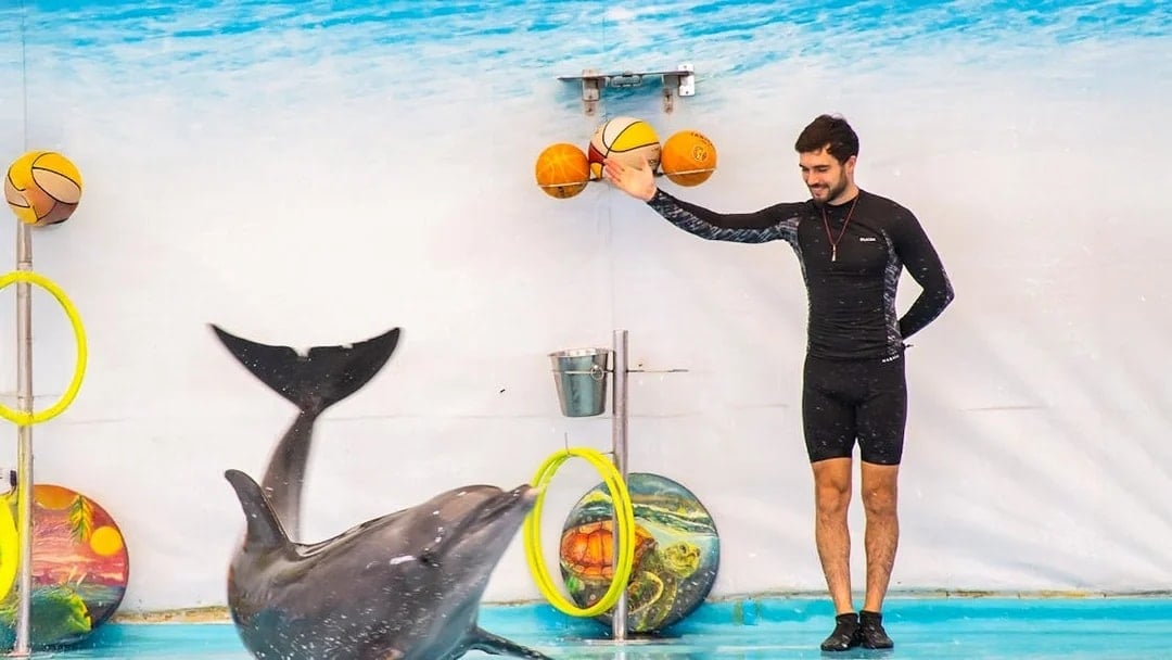 Dolphinarium Family Offer Tickets for Non-Thai Residents: Group of 3 & More, Pattaya