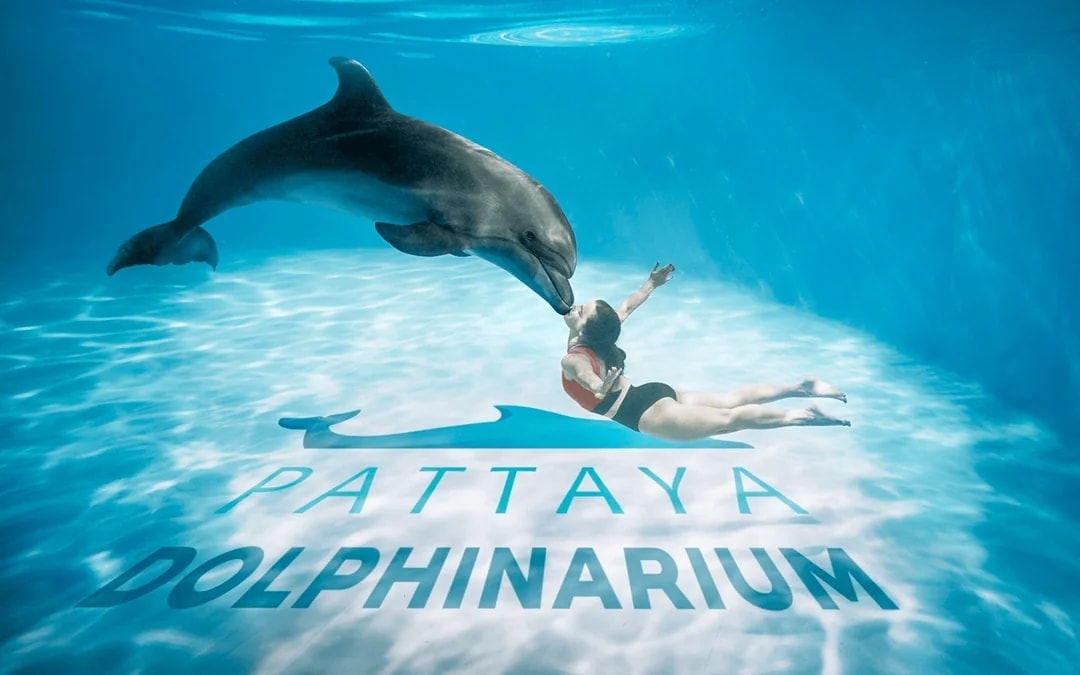 Dolphinarium Pattaya - Swim with Dolphins Experience Image 1