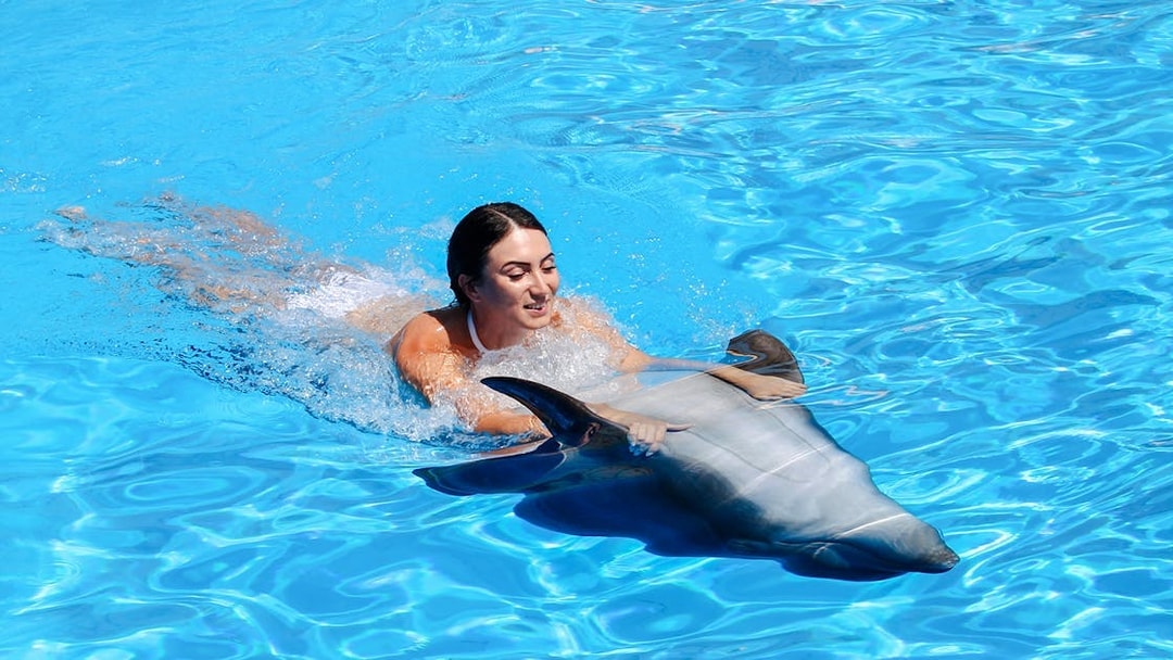 Swimming with a dolphin at Dolphinarium Pattaya for non-Thai residents.