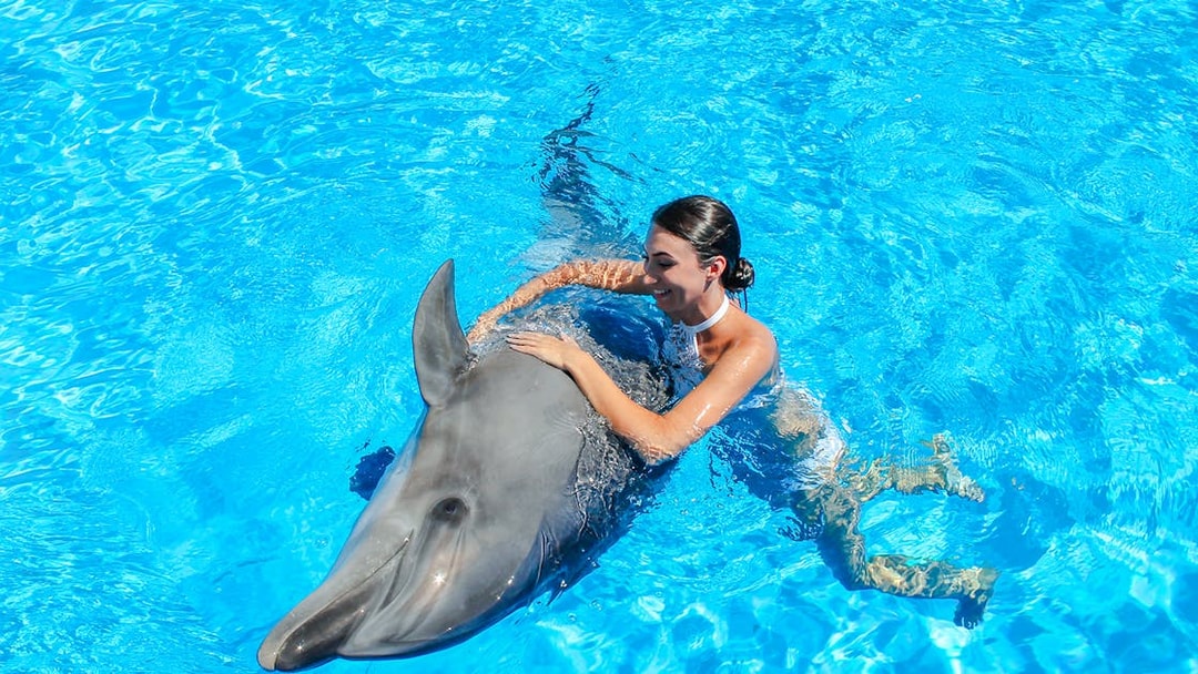 Swimming with a dolphin at Dolphinarium Pattaya for non-Thai residents.