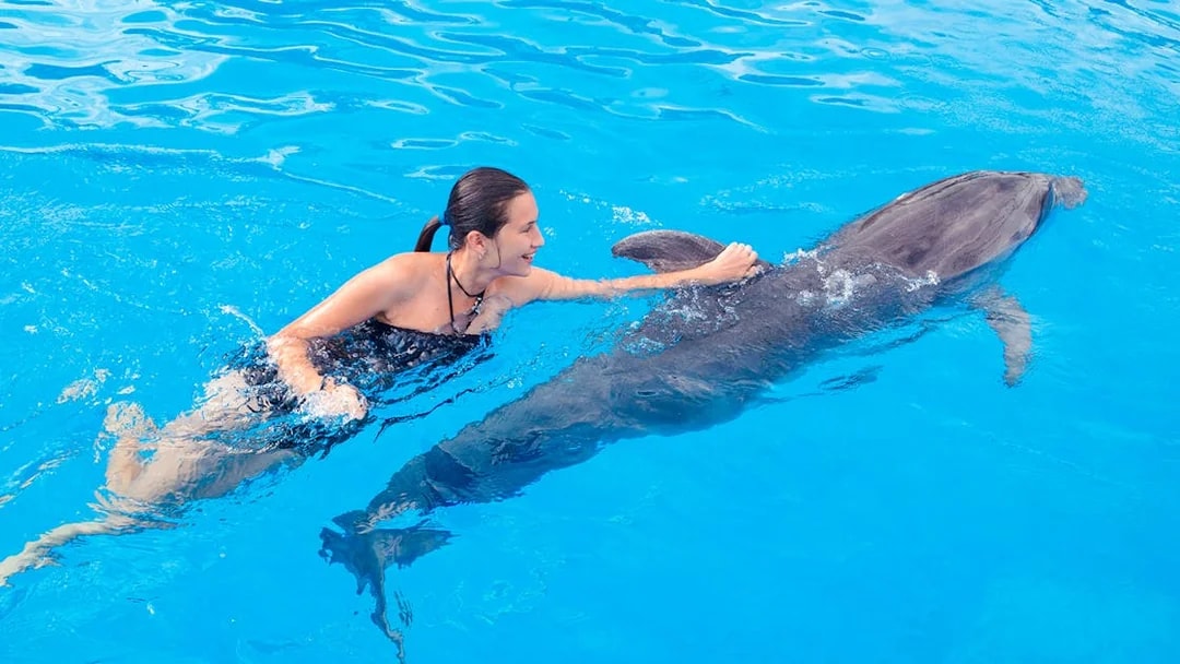 Swimming with a dolphin at Dolphinarium Pattaya for non-Thai residents.
