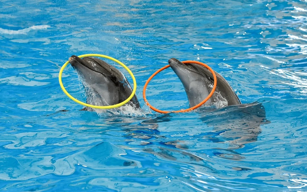 Dolphinarium Pattaya Tickets: Non-Thai Residents Image 5