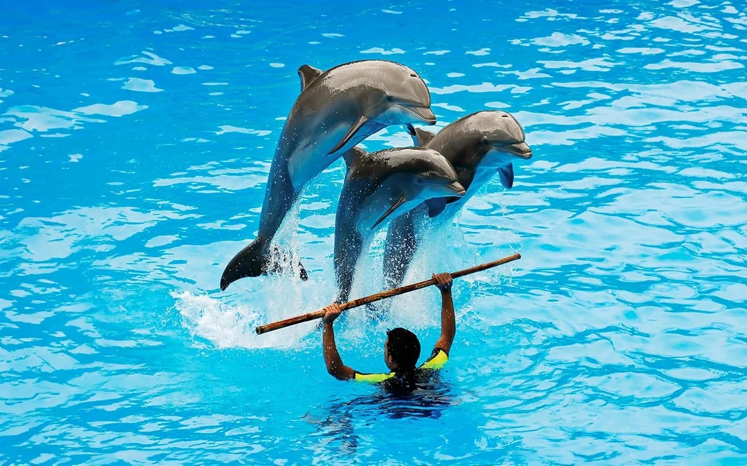 Dolphinarium Pattaya Tickets: Non-Thai Residents Image 6