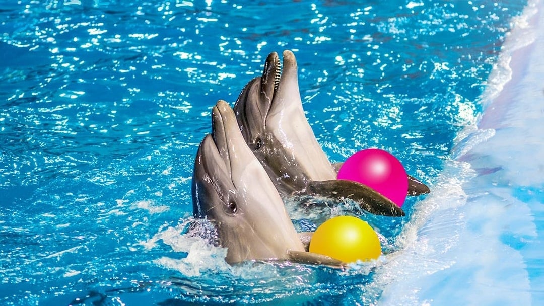 Dolphins playing with colorful balls at Dolphinarium in Pattaya.