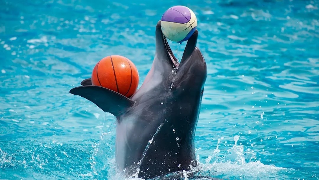 Dolphin balancing balls in water at Pattaya Dolphinarium.