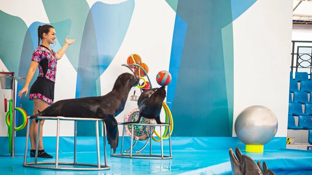 Trainer with sea lions and dolphins at Pattaya Dolphinarium, Thailand.