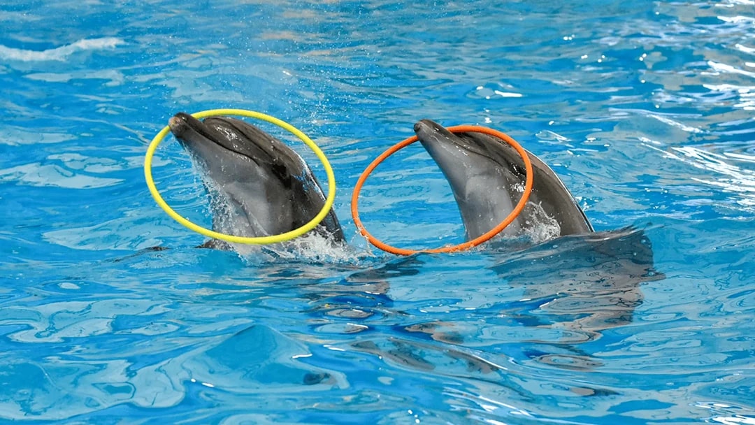 Two dolphins with colorful hoops at Pattaya Dolphinarium, Thailand.