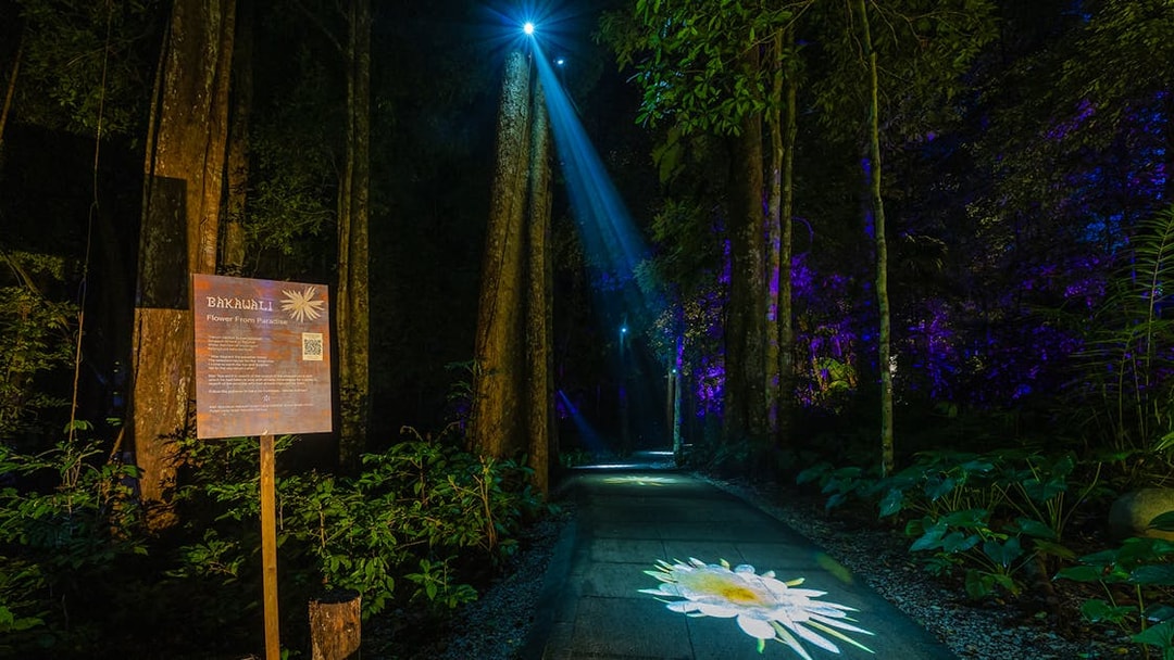 Forest path illuminated by projection mapping of a flower, part of a multi-sensory journey.