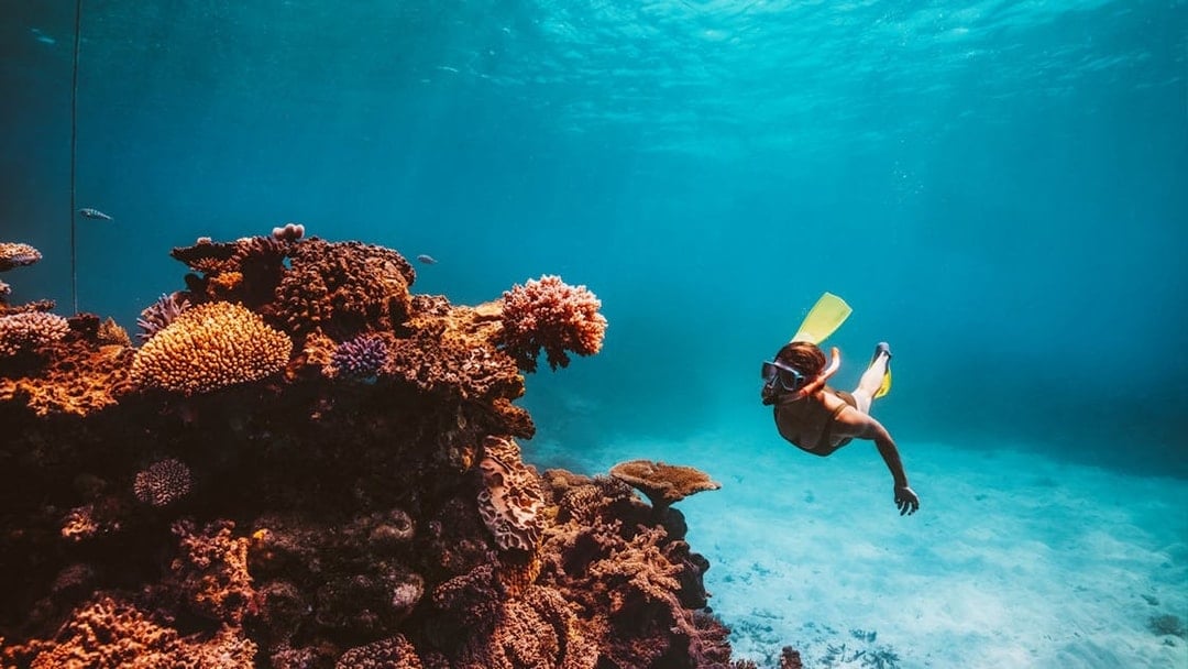 Snorkeler exploring vibrant coral reef in Great Barrier Reef, Cairns.