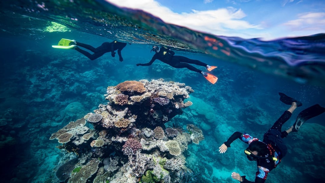 Snorkelers exploring coral reef during Dreamtime Dive & Snorkel Experience from Cairns.