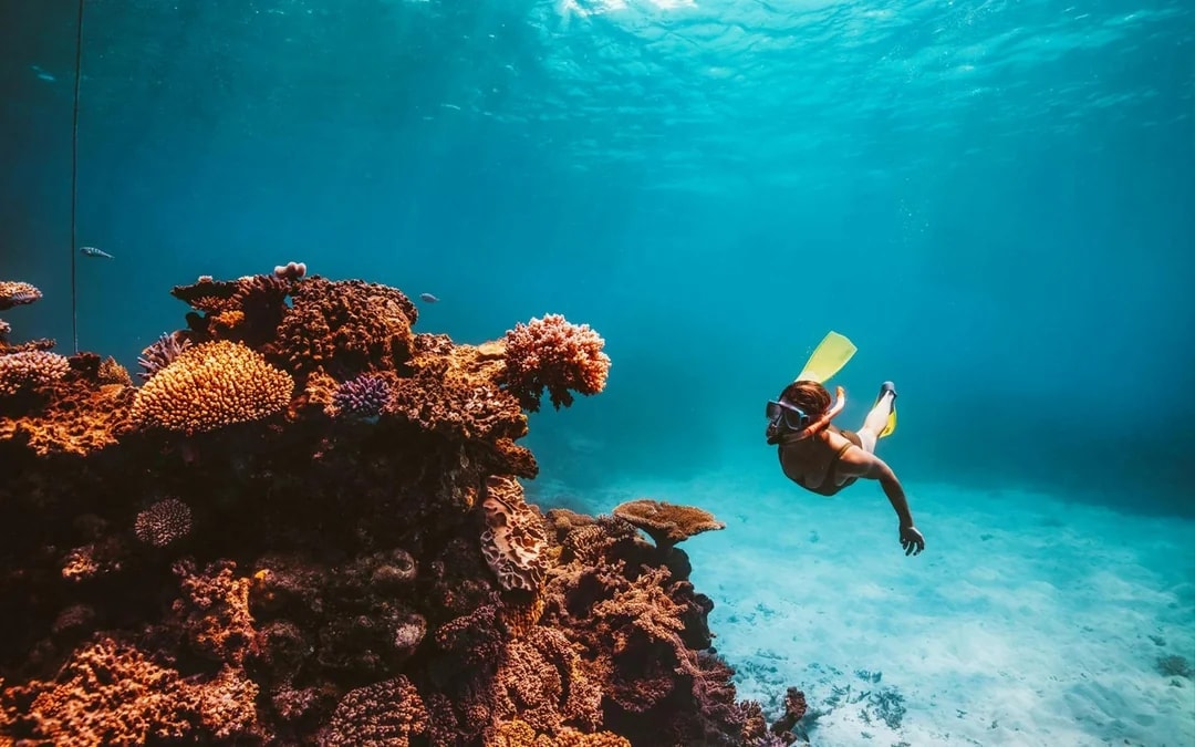 From Cairns: Dreamtime Dive & Snorkel Experience Tickets Image 1