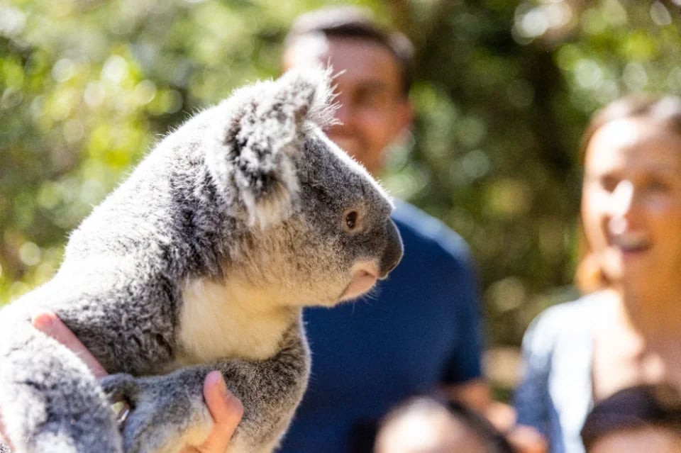 Dreamworld Ticket | Gold Coast
