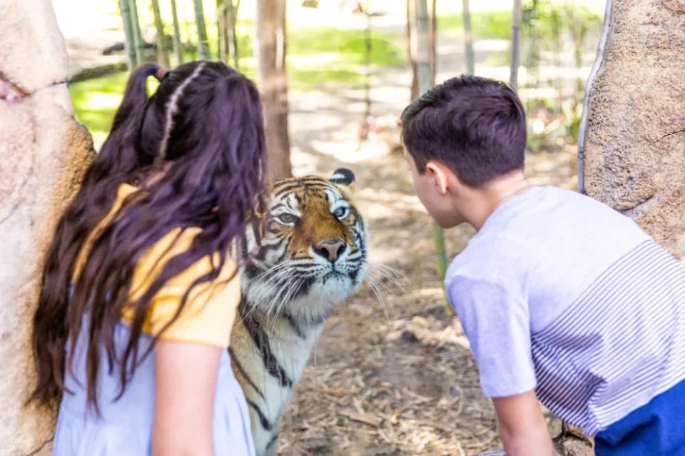 Dreamworld Ticket | Gold Coast