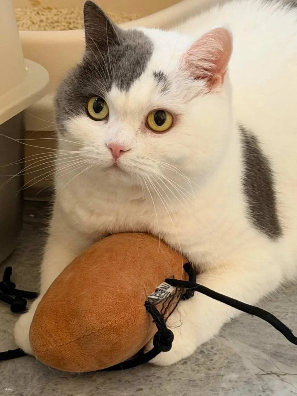 Drink A Friday Cat Cafe in Chengdu | A popular cat cafe in Kuanzhai Alley